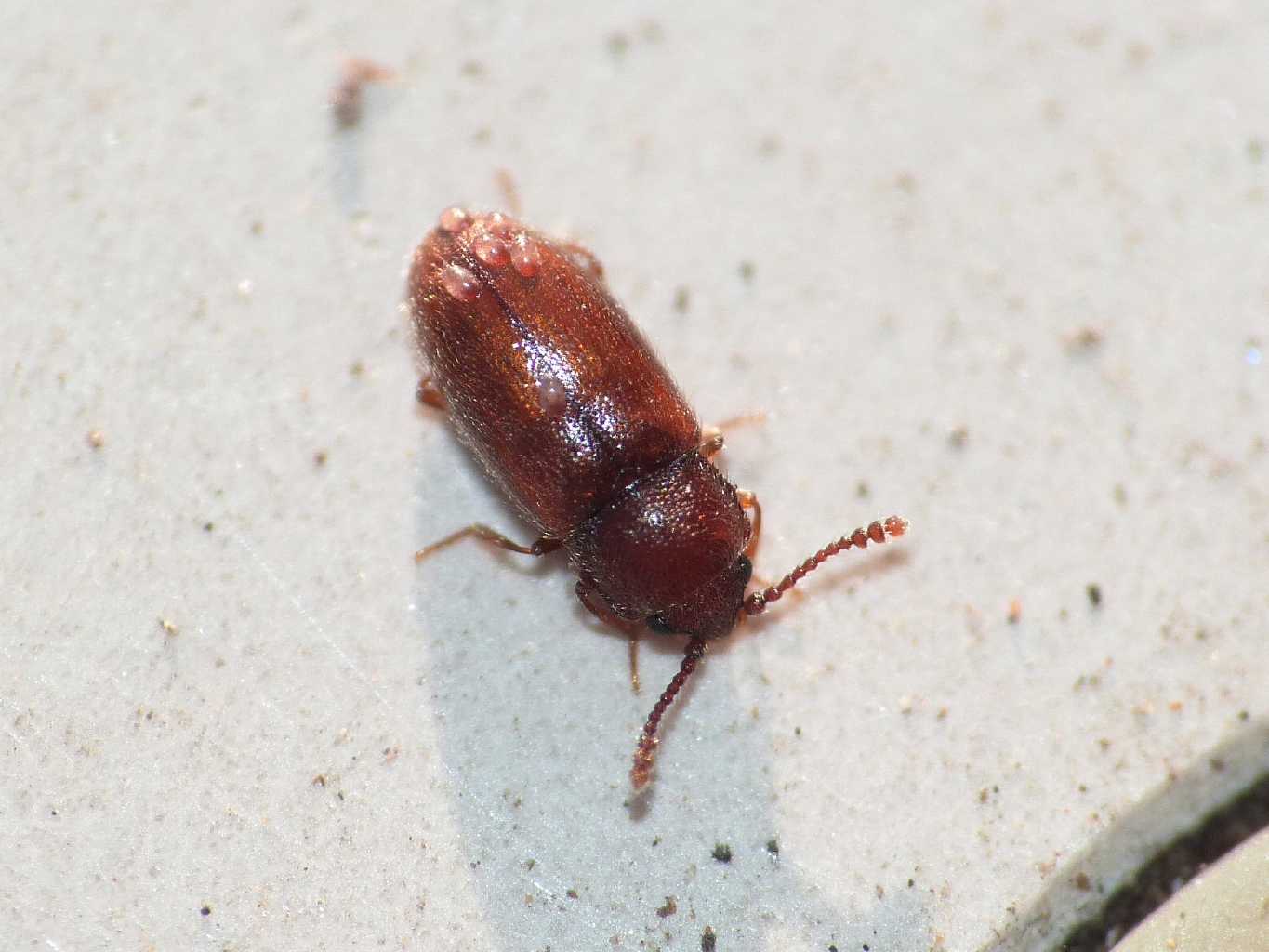 Piccolo coleottero (Cryptophagidae) con piccolissimi acari